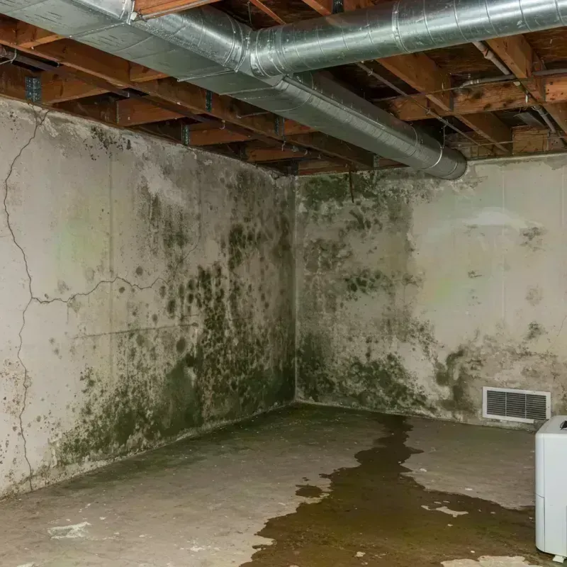 Professional Mold Removal in Clayton, MO